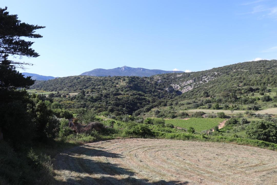 Photo of Others in Montpeyroux
