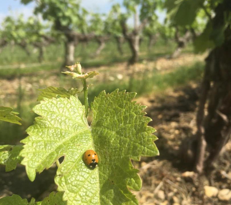 Photo of Outdoor in Chateauvieux