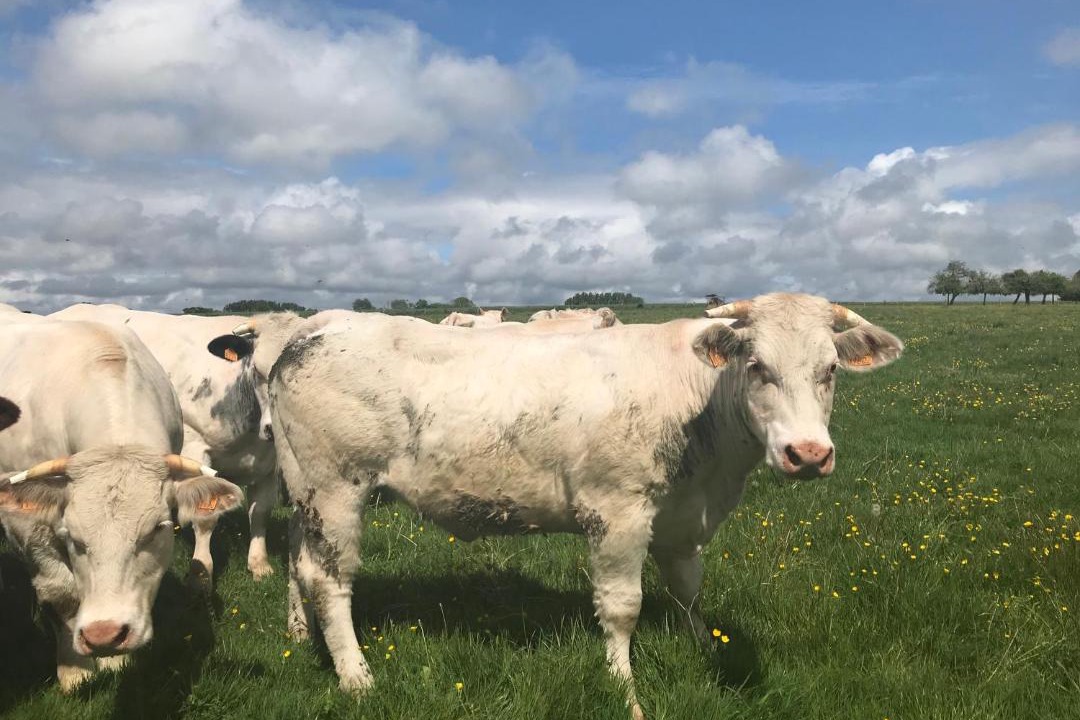 Photo of Others in Geneslay