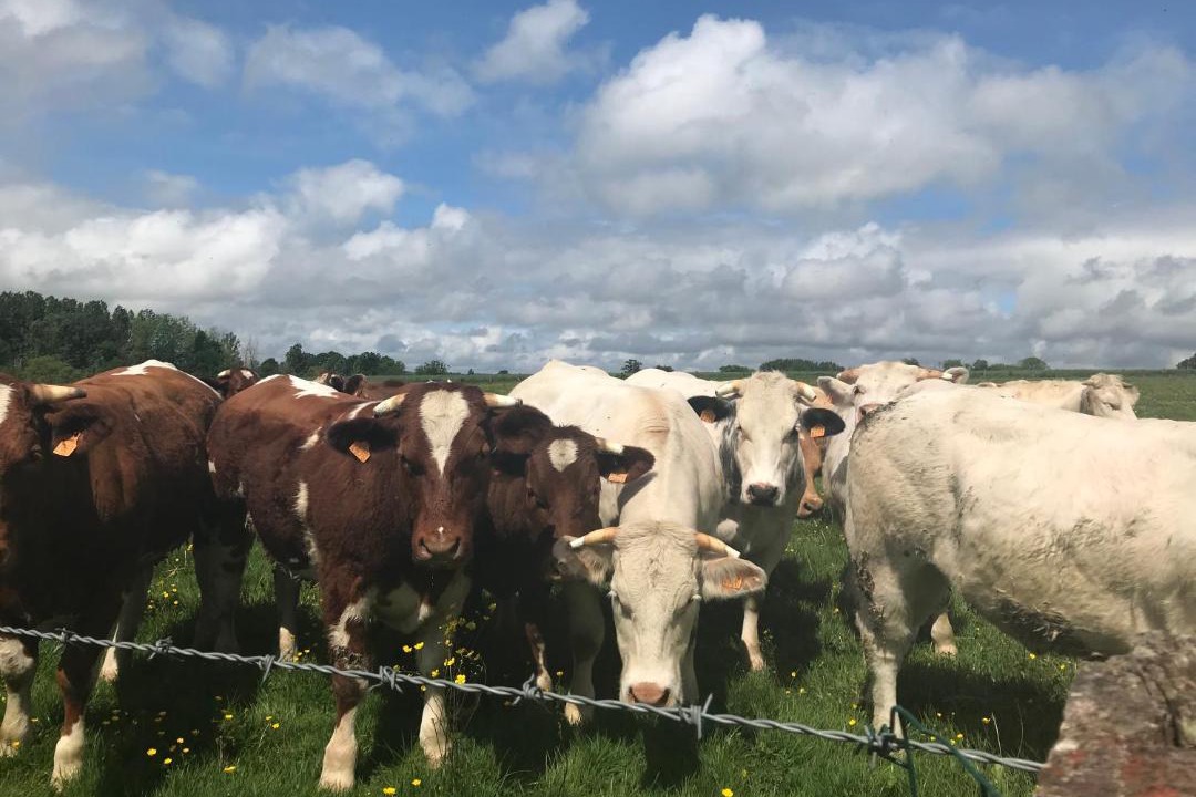 Photo of Others in Geneslay