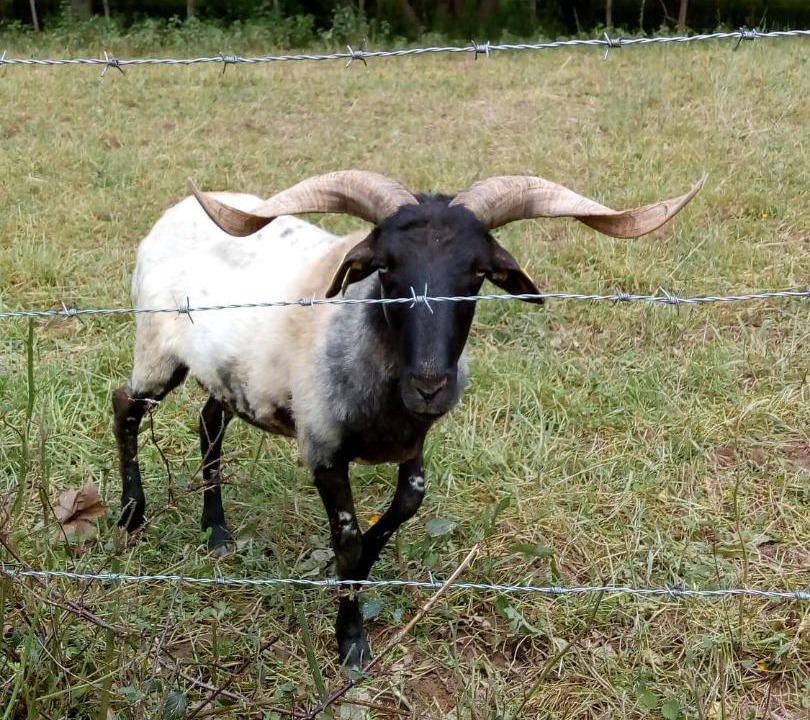 Photo of Others in Osses