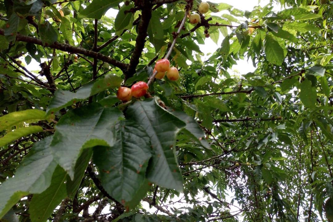 Photo of Others in Osses