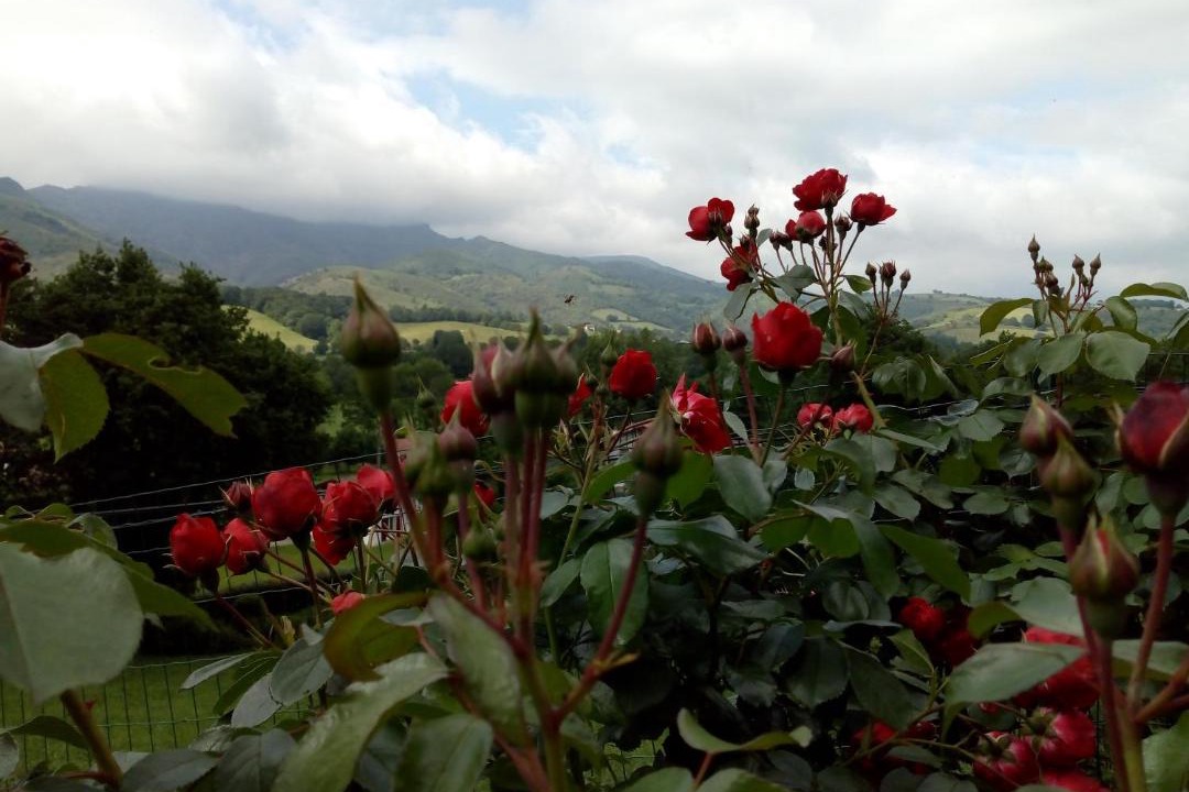 Photo of Others in Osses