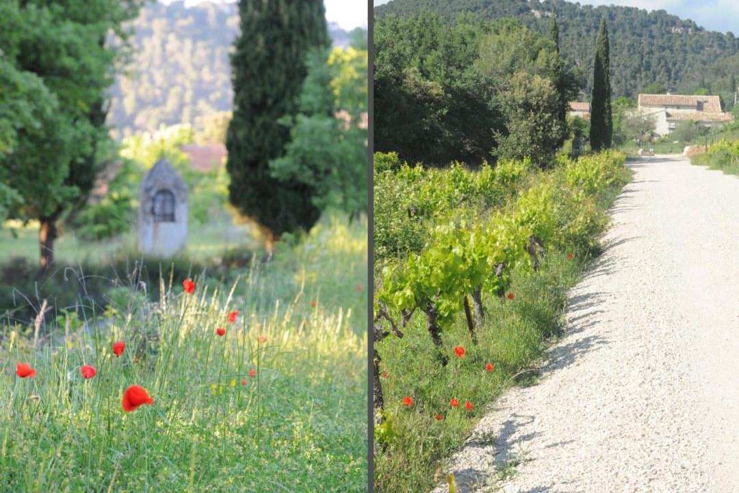 Photo of Outdoor in Entrechaux