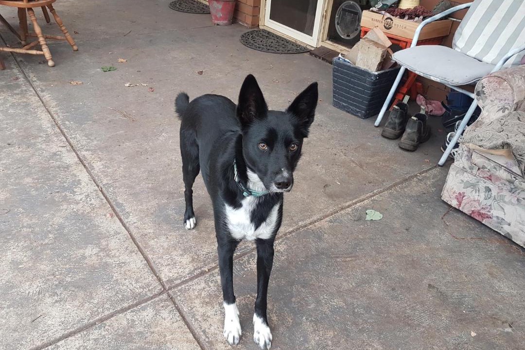 Photo of Others in Grovedale