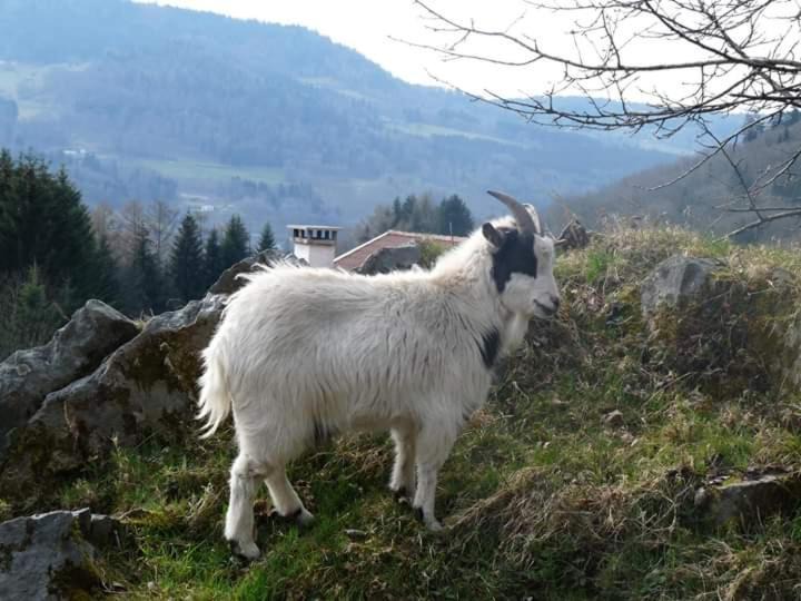 Photo of Others in Rupt-sur-Moselle