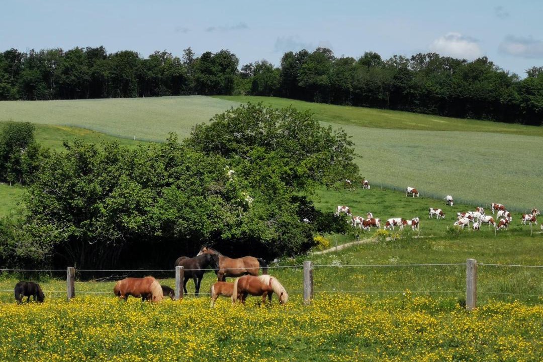 Photo of Others in Le Fied