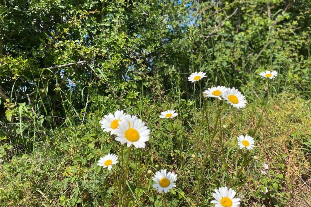 Photo of Others in Little Barningham