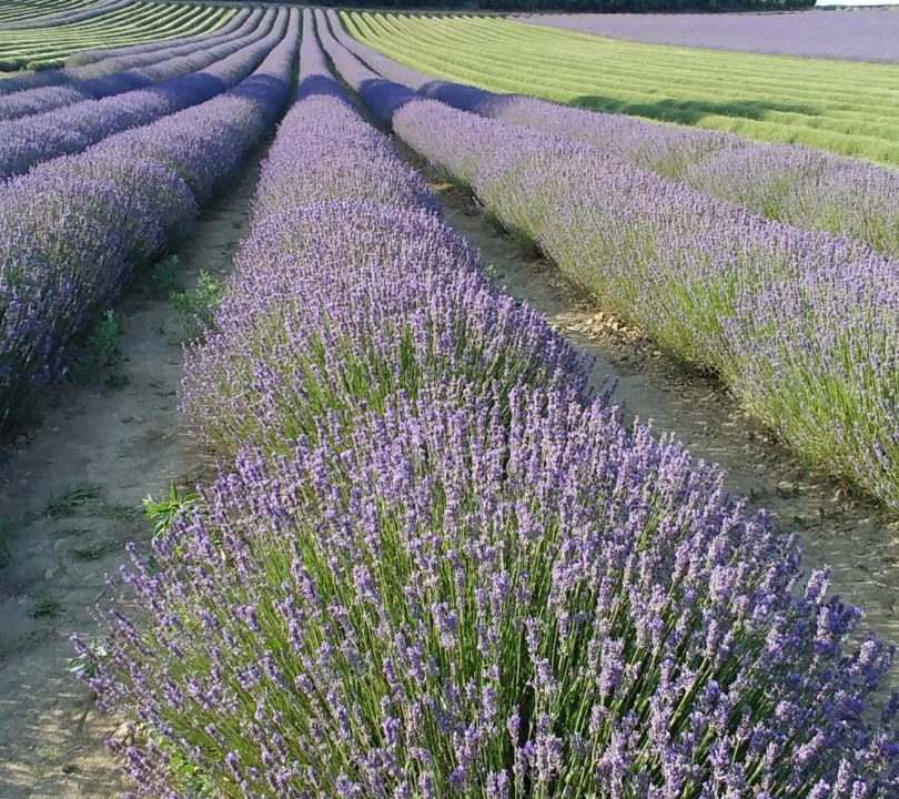 Photo of Others in Sault