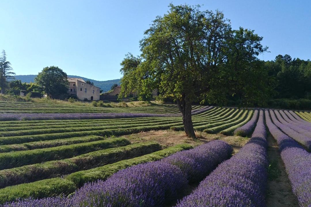 Photo of Others in Sault