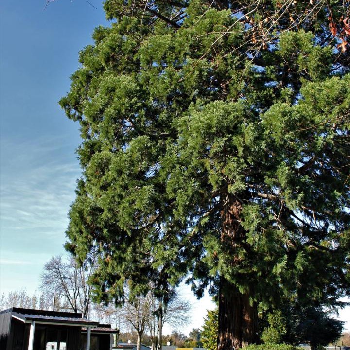 Photo of Others in Geraldine