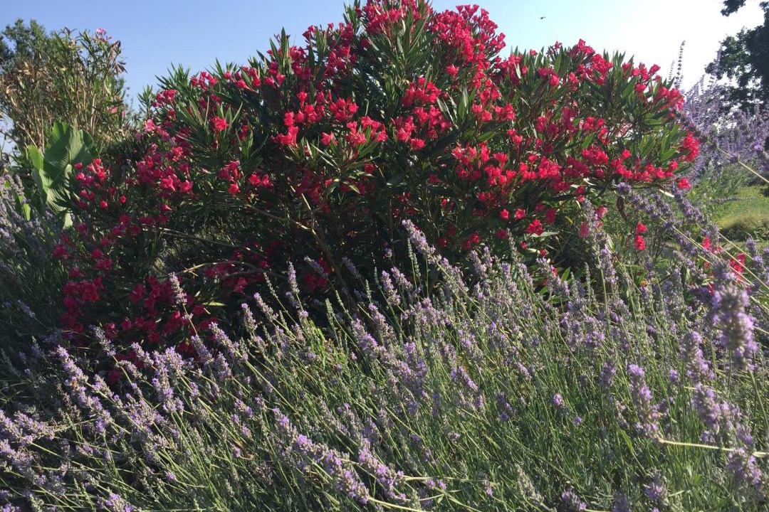 Photo of Outdoor in Lannes