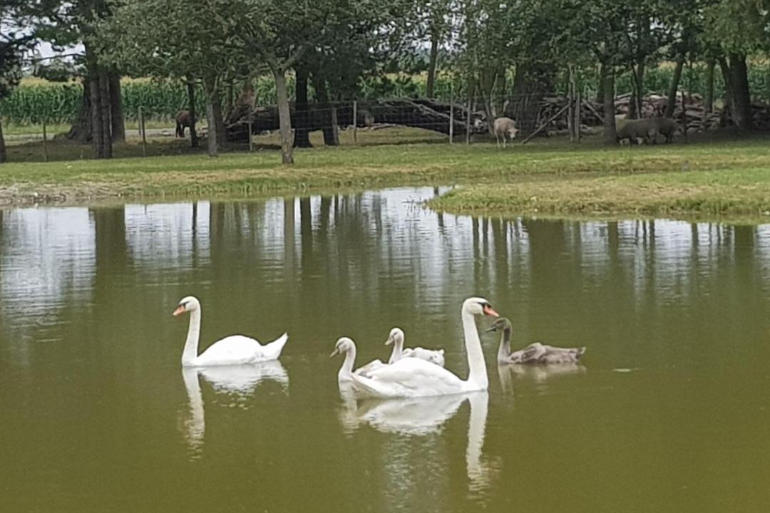 Photo of Others in Saint-Quentin-en-Tourmont