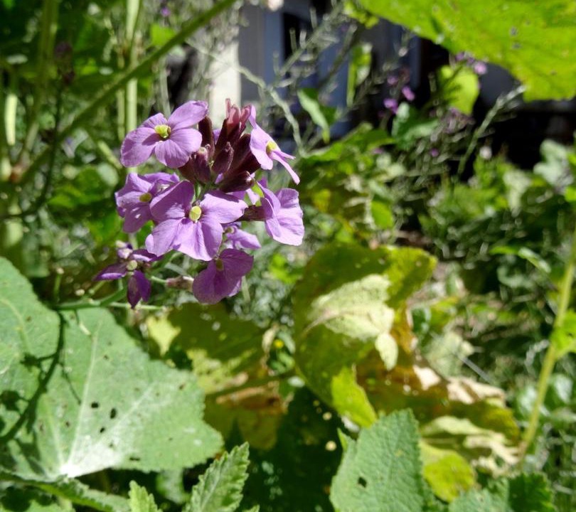 Photo of Others in Saint-Sauveur-en-Puisaye