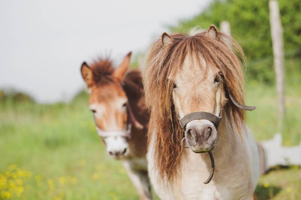 Photo of Others in Bailleul