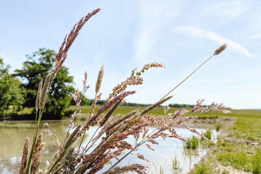 Photo of Others in Vendeuvre-sur-Barse