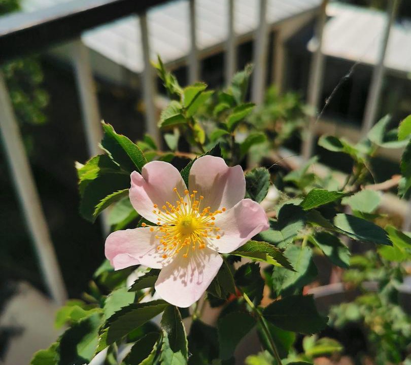 Photo of Patio Balcony in Angers