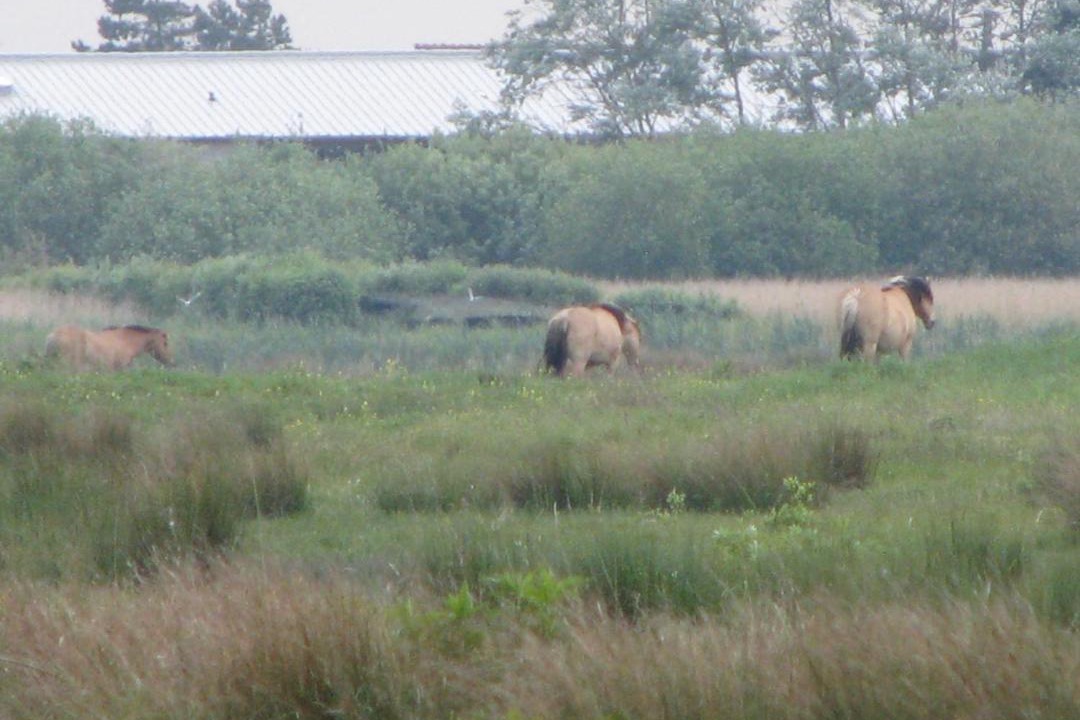 Photo of Others in Le Crotoy