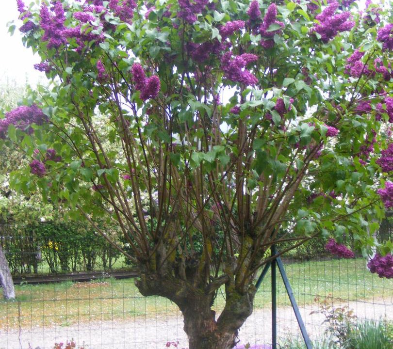Photo of Outdoor in Saint-Maurice-en-Trieves
