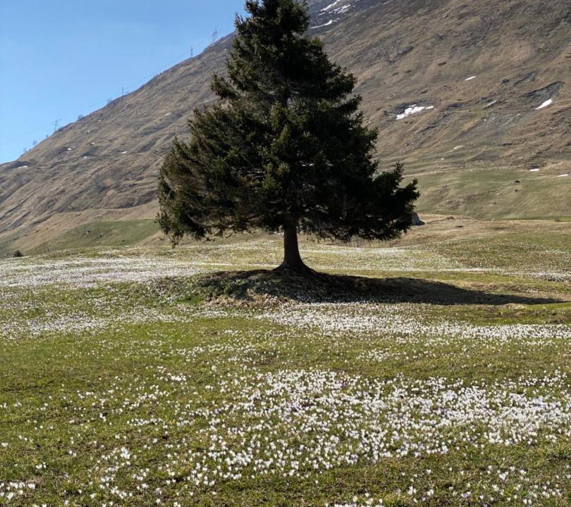 Photo of Others in Andermatt
