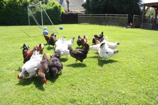 Photo of Human In Picture in Gerponville