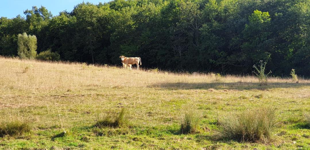 Photo of Others in Saint-Frajou