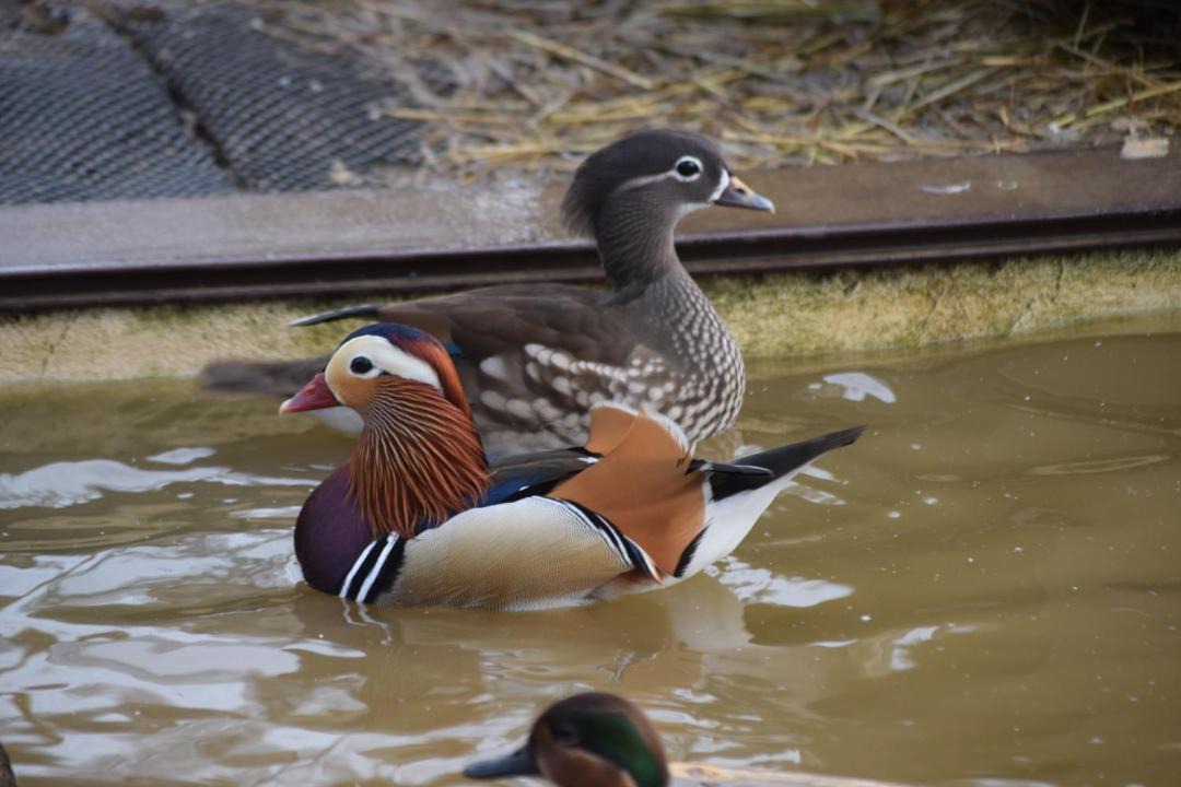 Photo of Others in Livry