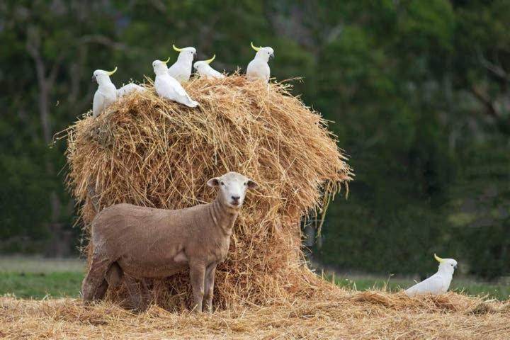 Photo of Others in Bullengarook