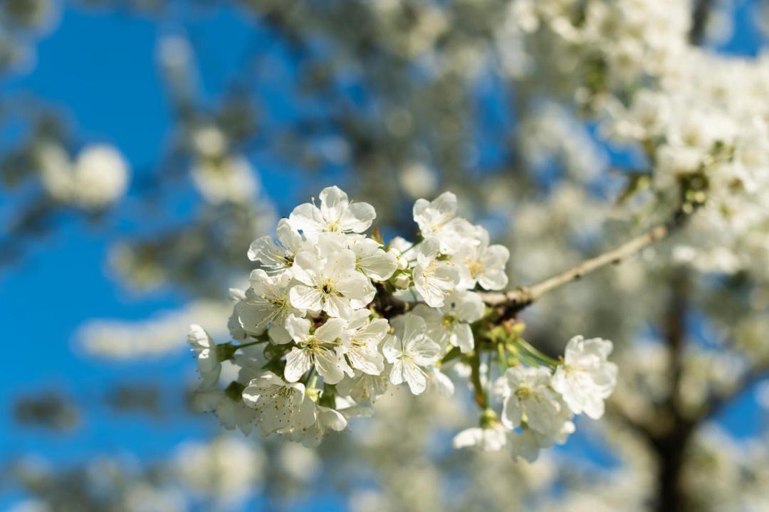 Photo of Others in Teloche