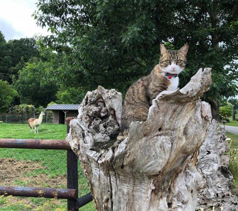 Photo of Others in Vezin-le-Coquet