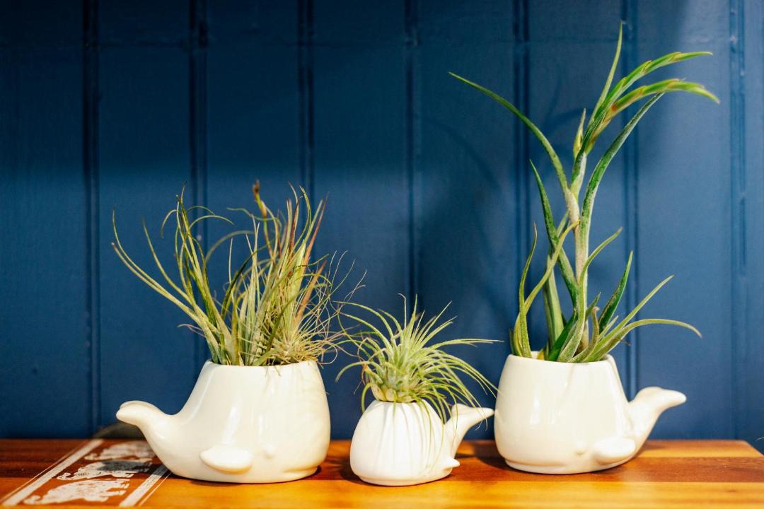 Photo of Others in Hilo