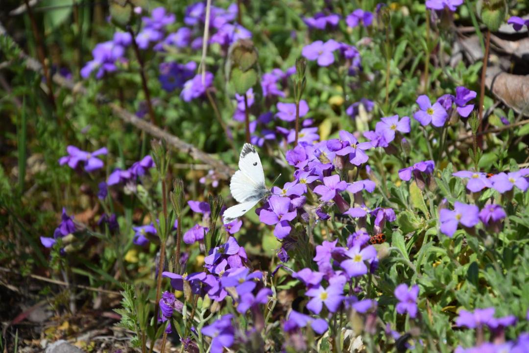 Photo of Others in Chateauneuf-Miravail