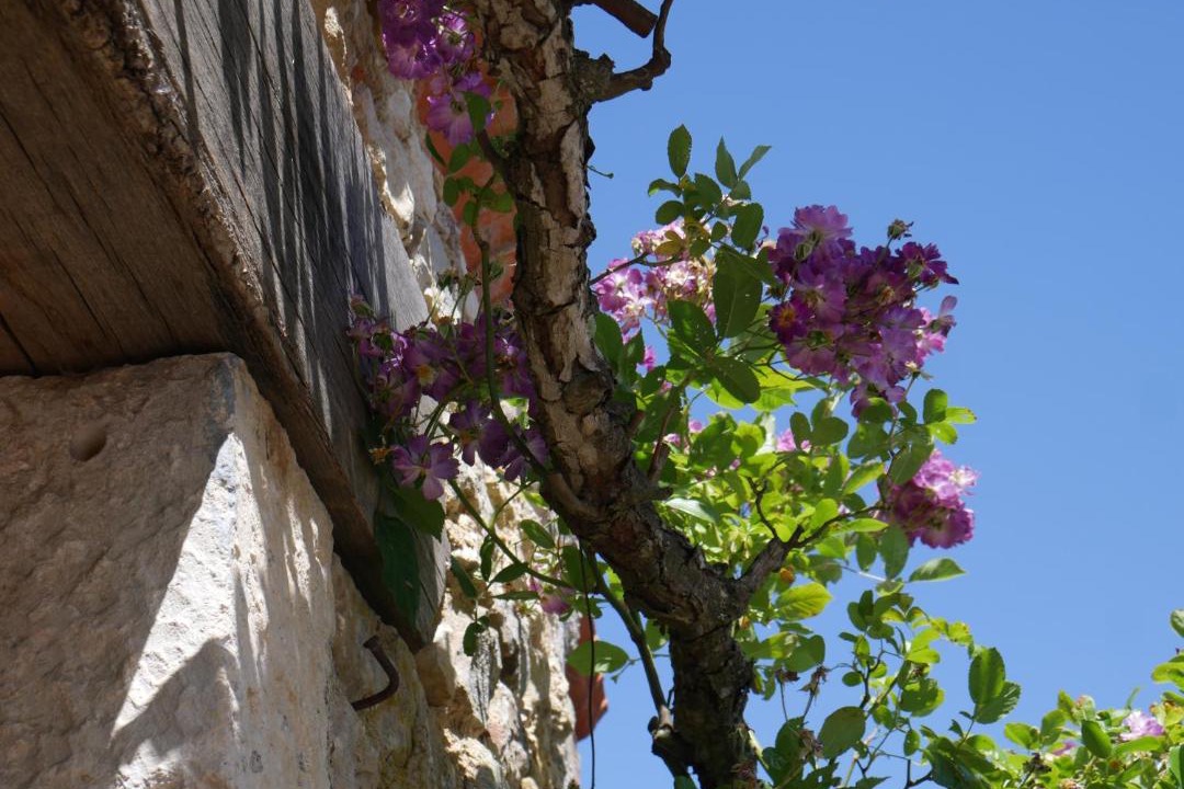 Photo of Others in Sainte-Hermine