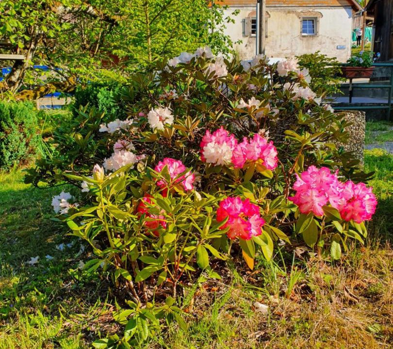 Photo of Buildings in Le Hohwald