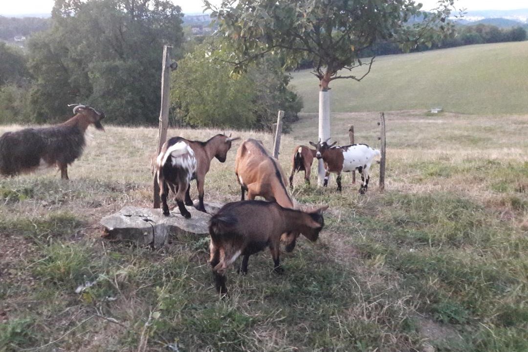 Photo of Others in Vorges-les-Pins