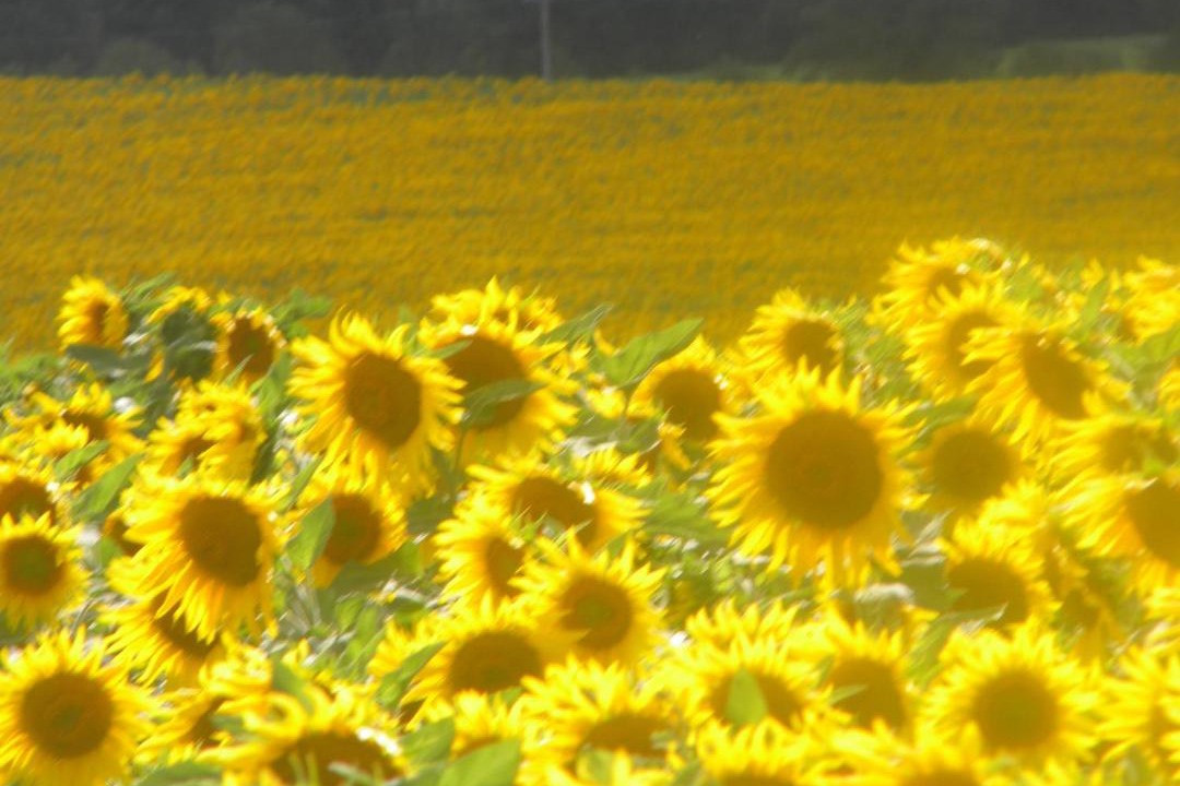 Photo of Others in L'Isle-Jourdain