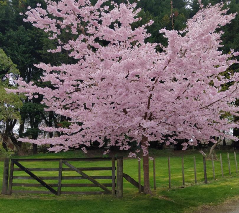 Photo of Others in Acacia Bay