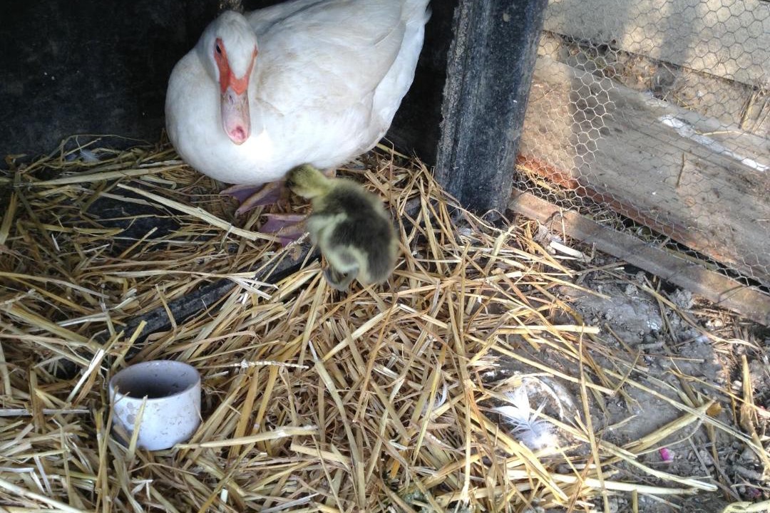 Photo of Others in Saint-Brice-sous-Ranes