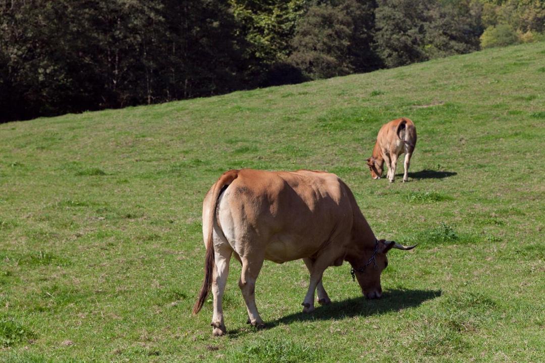 Photo of Others in Etxebarria