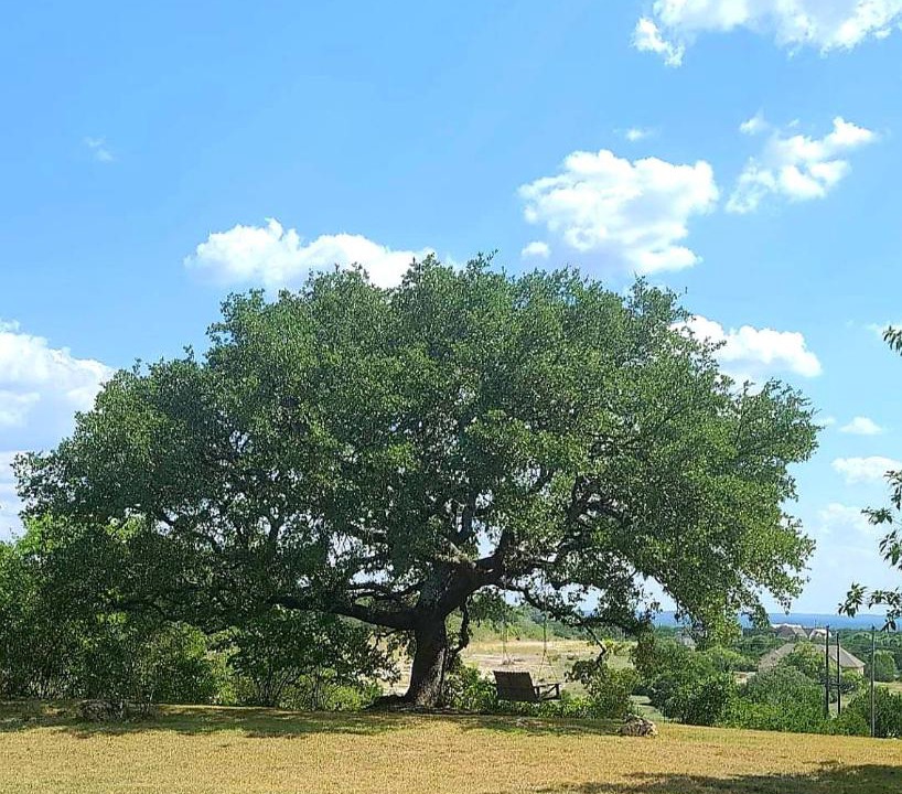 Photo of Others in Spring Branch