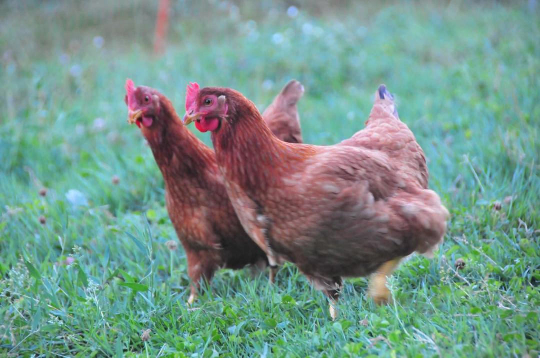 Photo of Others in Saint-Martin-de-Caralp