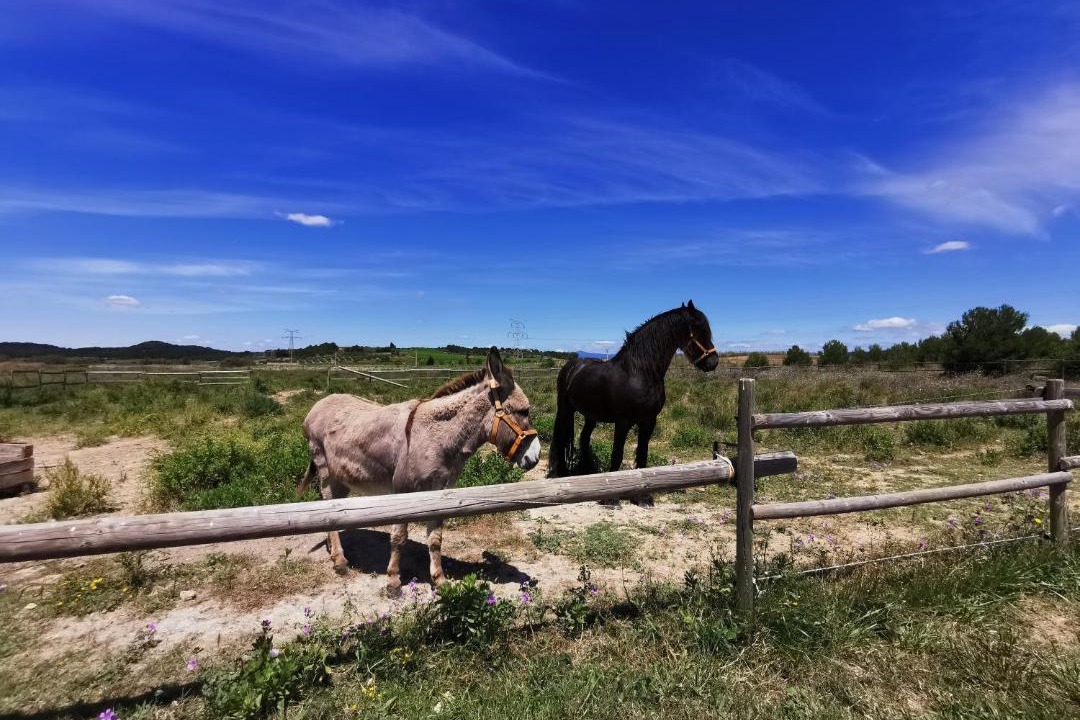 Photo of Outdoor in Lezignan-Corbieres