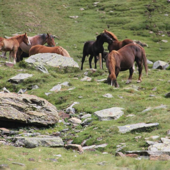 Photo of Others in Esterri D'Aneu
