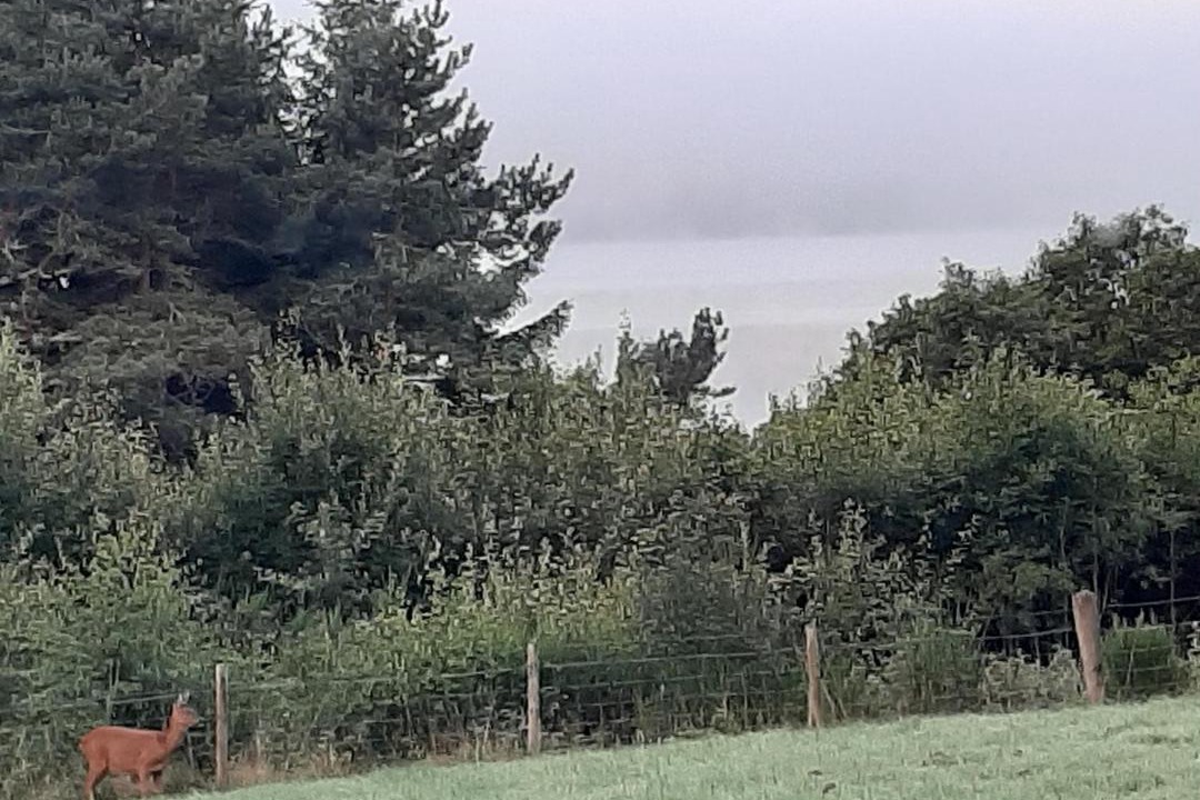 Photo of Outdoor in Balnain