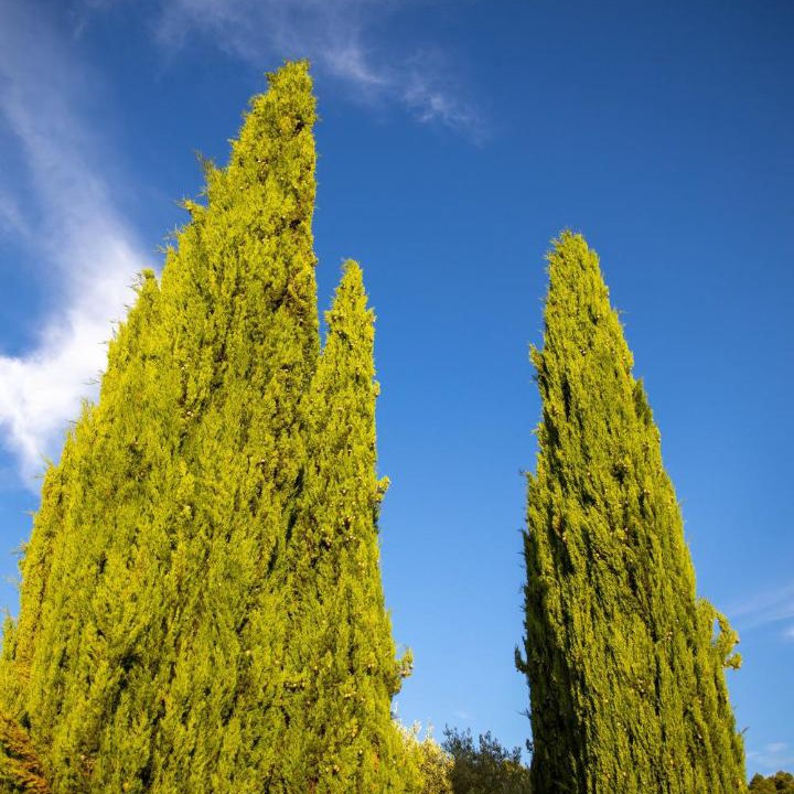 Photo of Others in Villelaure