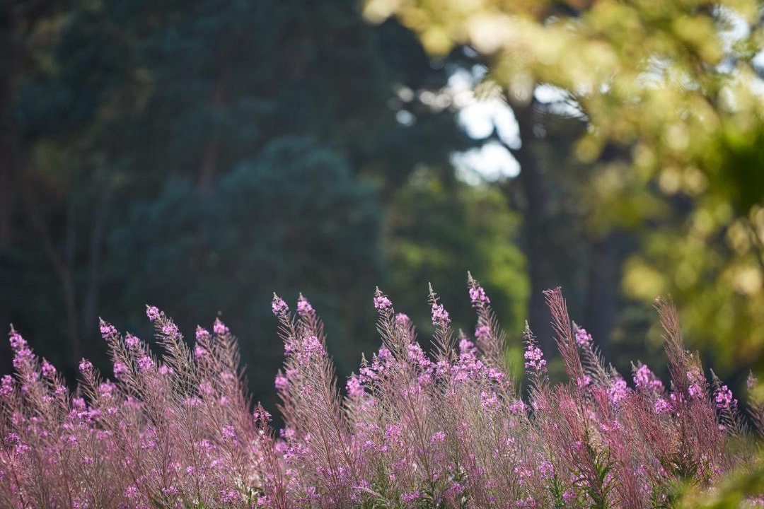 Photo of Others in Forres