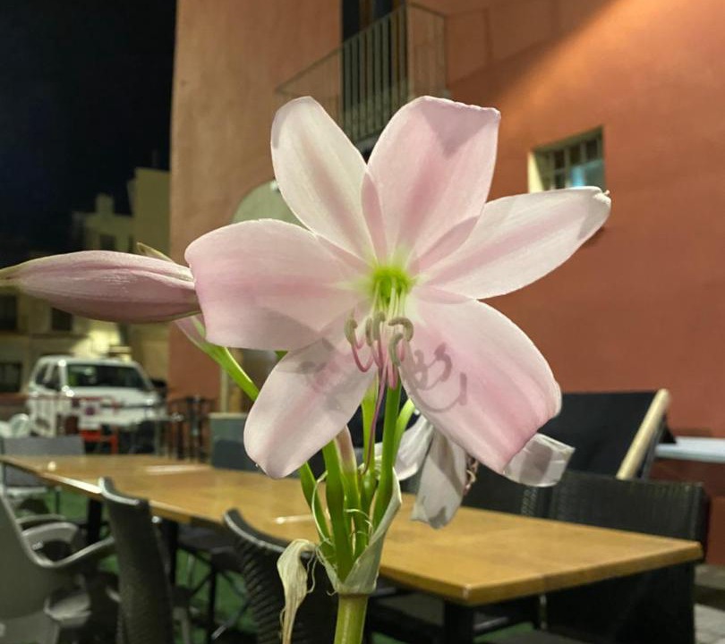 Photo of Others in Sant Mateu