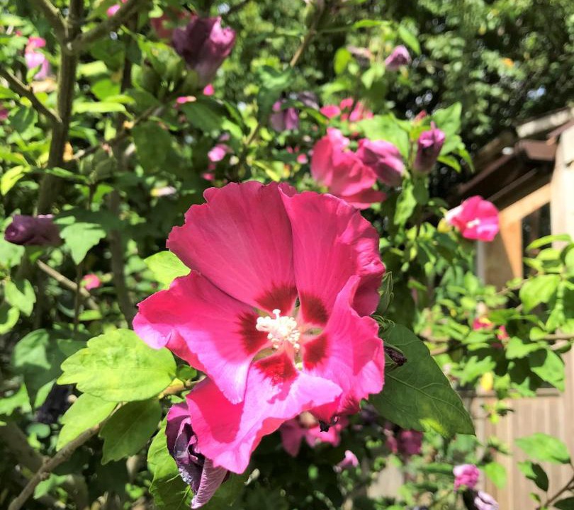 Photo of Patio Balcony in Alderton