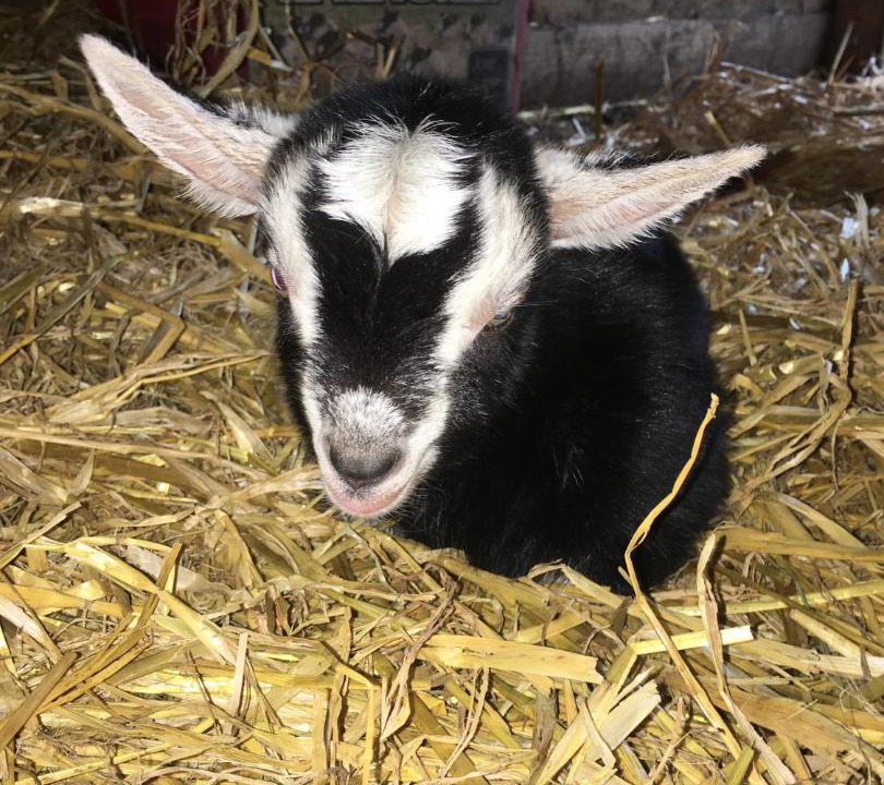 Photo of Others in Onich