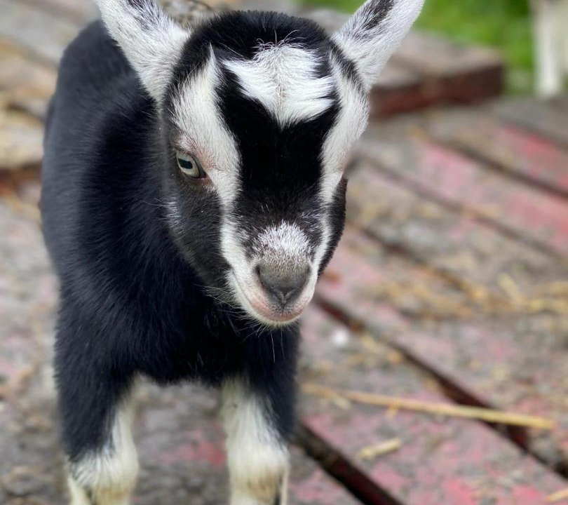 Photo of Others in Onich